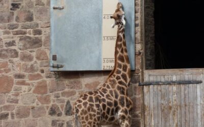 Of Giraffes and Superman