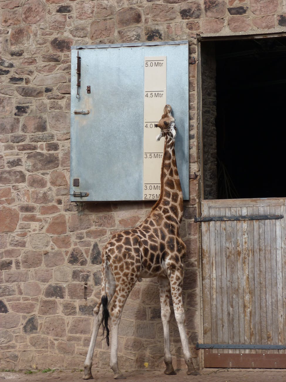 Of Giraffes and Superman