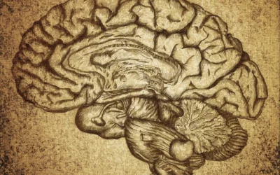 Your Sensitive Brain