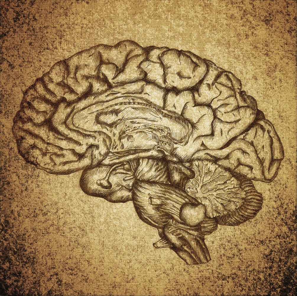 Your Sensitive Brain